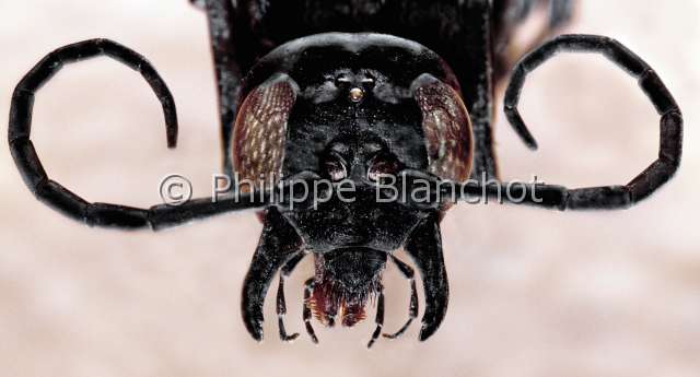Pepsis heros.JPG - in "Portraits d'insectes" ed. SeuilPepsis herosPepsis heroiqueRobber waspHymenopteraPompilidaeGuyane